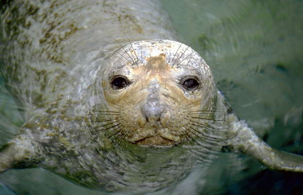Пятнистый тюлень под водой.