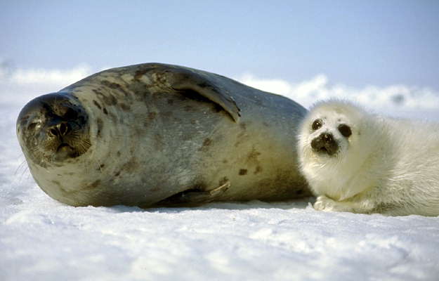 Самка тюленя с детёнышем.