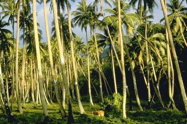 Фиджи. Пальмы на острове Таеуни.