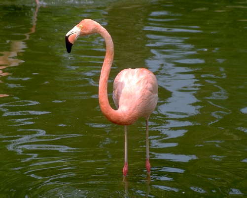 Розовый фламинго.