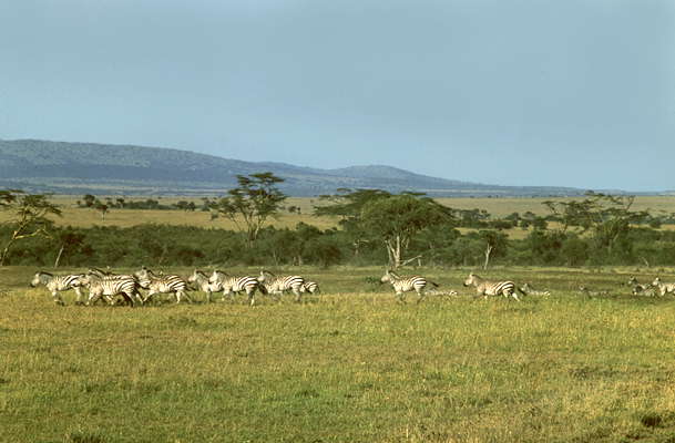 Центральноафриканская Республика. Высокотравная саванна в районе национального парка Баминги-Бангоран.