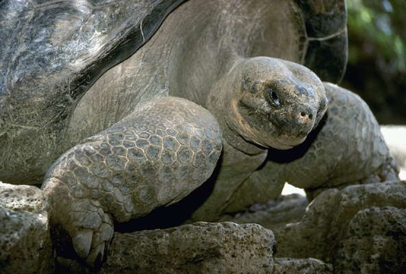 Галапагосская черепаха.