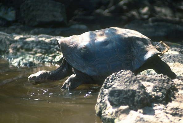 Галапагосская черепаха входит в воду.