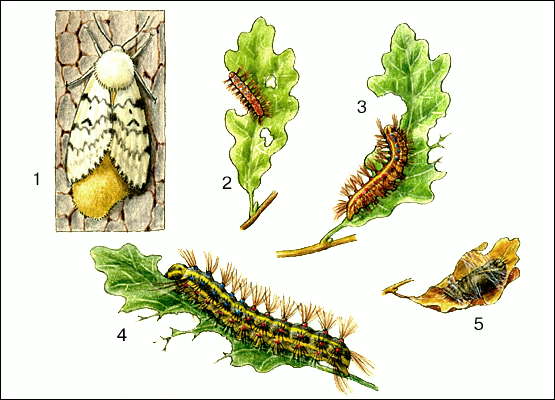 Шелкопряды. Непарный шелкопряд: 1 - самка, откладывающая яйца; 2-4 - гусеницы разных возрастов, поедающие листья дуба; 5 - куколка.