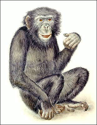 Шимпанзе карликовый, или бонобо.