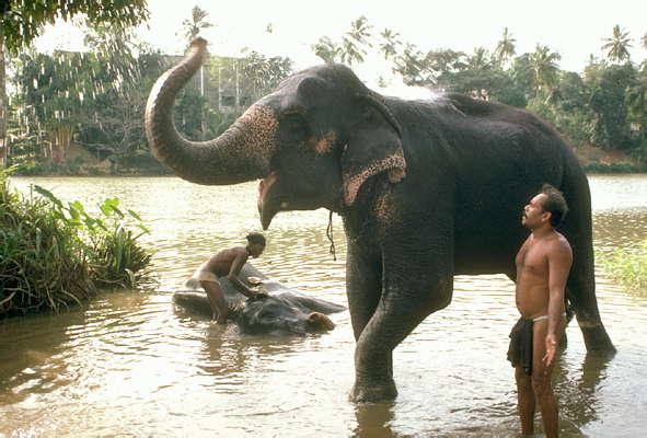 Купание слонов. Шри-Ланка.