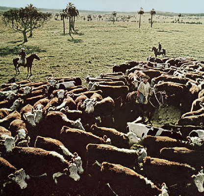 Уругвай. Выпас крупного рогатого скота в субтропической саванне.