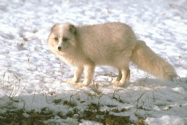Арктическая лисица.