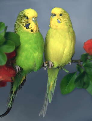 Волнистые попугаи.