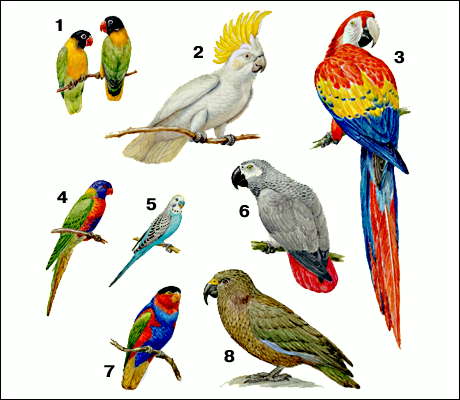 Попугаи: 1 - масковые неразлучники; 2 - желтохохлый какаду; 3 - красный ара; 4 - пестрый лори; 5 - волнистый попугай; 6 - жако; 7 - дамский или черноголовый, лори; 8 - кеа.