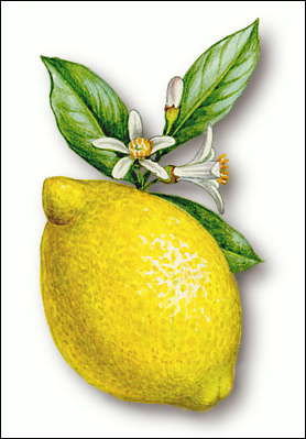 Лимон. Плод и побег с цветками.
