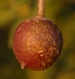 индийское деревянное яблоко