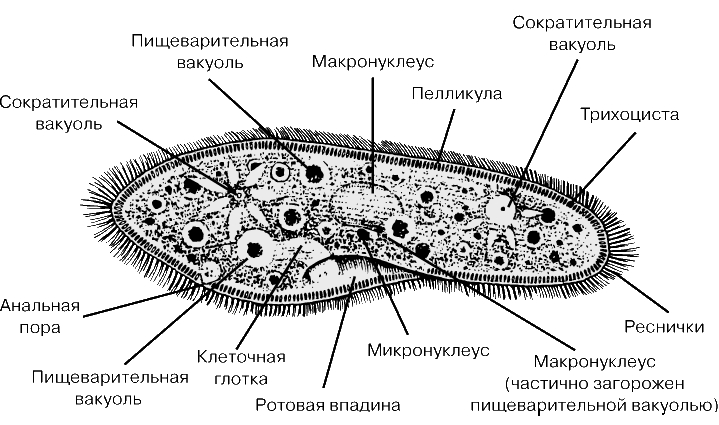 ПАРАМЕЦИЯ - микроскопический одноклеточный организм. Для вида Paramecium aurelia характерно наличие двух микронуклеусов.