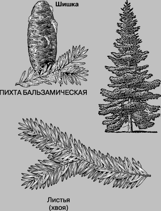 ПИХТА БАЛЬЗАМИЧЕСКАЯ - вечнозеленое дерево из области Великих озер, Новой Англии и Канады.