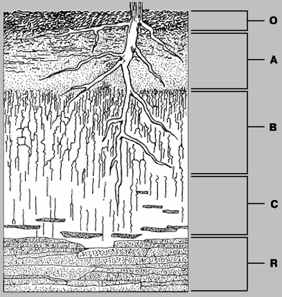 ПОЧВЕННЫЙ ПРОФИЛЬ дифференциируется на горизонты О, А, В, С и R. Горизонт О состоит из органики (например, подстилка из листьев или хвои в лесу или очес - отмершие части травянистых растений на лугу). В горизонте А происходит разложение органического вещества и формирование гумуса. Горизонт В, или подпочва, также содержит некоторое количество органического вещества в дополнение к тонкозернистым минеральным частицам, вымытым вниз по профилю из горизонта А. Горизонт С в основном состоит из выветрелых фрагментов горной породы, называемой материнской породой почвы. Горизонт R представляет собой невыветрелые коренные породы.