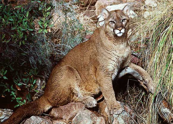 ПУМА - один из самых крупных в Новом Свете видов кошачьих, встречающийся от запада Канады до самого юга Южной Америки. Живет этот зверь на равнинах и в горах, где охотится на оленей и других диких животных.