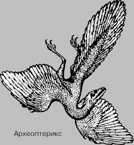 ДРЕВНЕЙШАЯ ИЗВЕСТНАЯ ПТИЦА -- археоптерикс, живший 140 млн. лет назад. Своими острыми зубами, длинным гибким хвостом и тремя когтистыми пальцами на каждом крыле он еще очень напоминал рептилию.