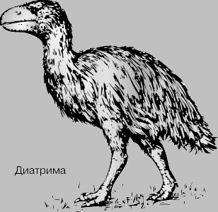 ДИАТРИМА - ископаемое пернатое, жившее 65 млн. лет назад. Это один из нескольких видов огромных нелетающих птиц, по-видимому, на какое-то время занявших экологическую нишу вымерших динозавров.