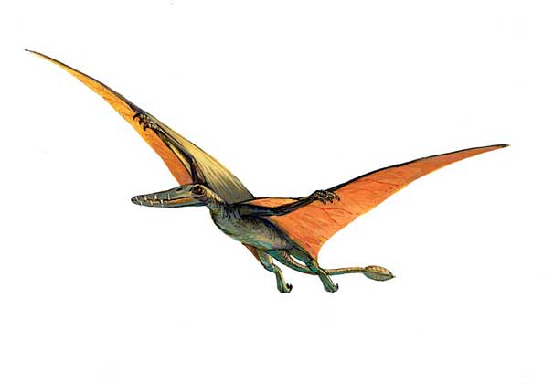 РАМФОРИНХ (род Rhamphorpynchus) - один из ранних птерозавров.