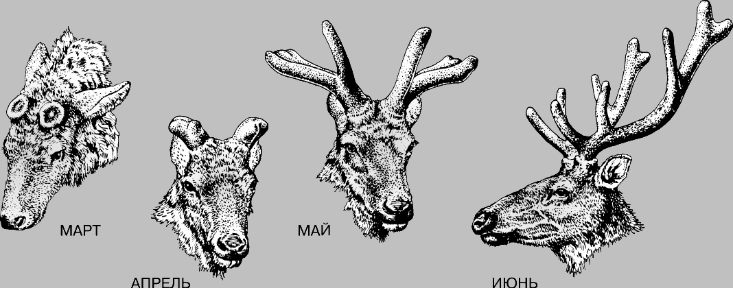 Схема рогов. Строение Рогов оленя. Рога "Северный олень". Структура оленьего рога. Рога у самок оленя.