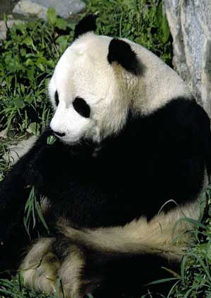 БОЛЬШАЯ ПАНДА - похожий на медведя зверь, населяющий густые бамбуковые леса в горах на западе Китая.