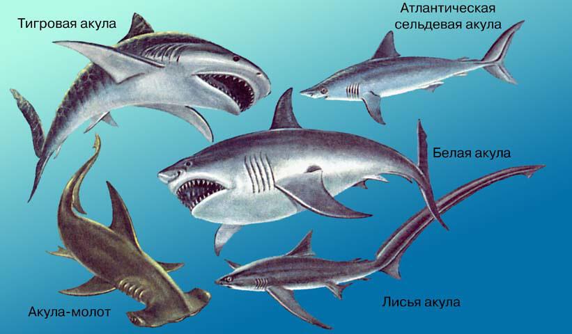 АКУЛЫ, изображенные на рисунке, относятся к эволюционно продвинутым видам. Это средние или крупные животные, питающиеся главным образом рыбой. Лисья акула своим длинным хвостом сбивает мелких рыб в плотную стаю, удобную для нападения. Наиболее опасны для человека акула-молот, тигровая и белая акулы.