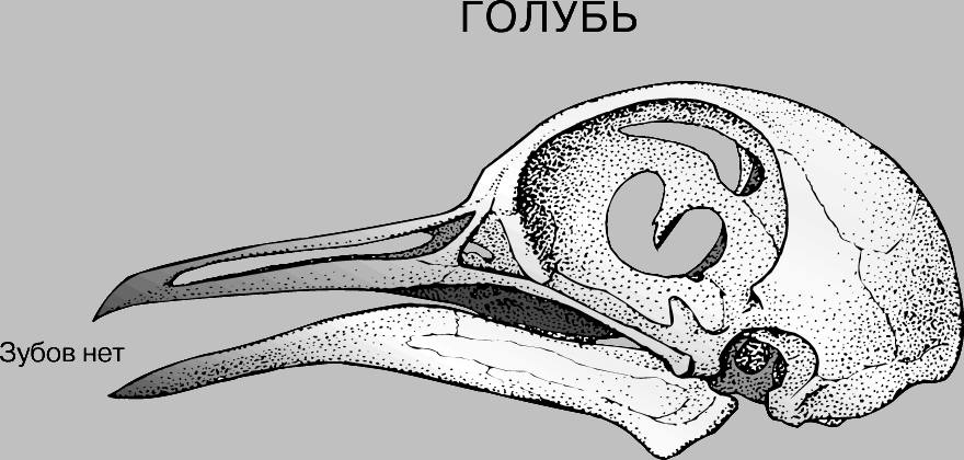 Мозг голубя. Скелет головы птицы сбоку снизу. Скелет головы птицы строение. Череп птицы сбоку. Схема строения черепа голубя.
