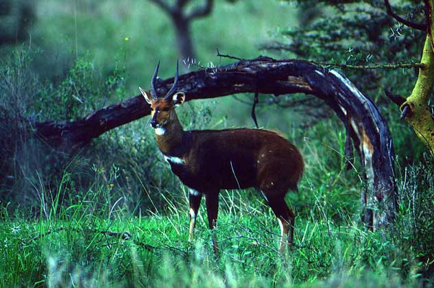 БУШБОК, называемый также пестрой лесной антилопой, или антилопой гуиб.