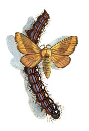 MALACOSOMA DISSTRIA (коконопряд лесной кольчатый, самка)