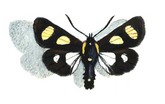 ALYPIA OCTOMACULATA (совка восьмипятнистая)