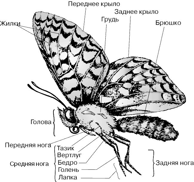 ВЗРОСЛАЯ ЧЕТЫРЕХНОГАЯ БАБОЧКА НИМФАЛИДА. Одна пара крыльев удалена, чтобы показать другие части тела. В отличие от большинства других бабочек, у нимфалид передние ноги сильно редуцированы.