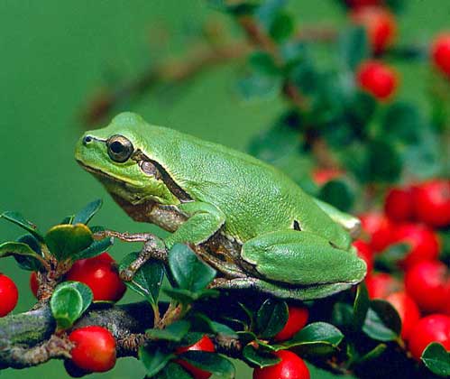 КВАКШИ и другие древесные лягушки имеют на концах пальцев присоски - липкие диски, с помощью которых они ловко лазают по ветвям и даже листьям.