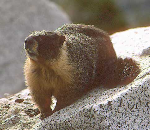 СЕДОЙ СУРОК (Marmota caligata) обитает в Скалистых горах и известен местным жителям прежде всего своим пронзительным свистом - своеобразным сигналом тревоги.