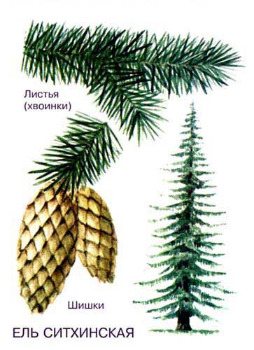 ЕЛЬ СИТХИНСКАЯ - ценная древесная порода тихоокеанского побережья Северной Америки. Это самый крупный представитель рода, достигающий в высоту 60 м.