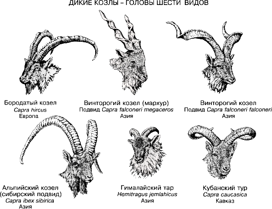 Дикие козлы - головы шести видов