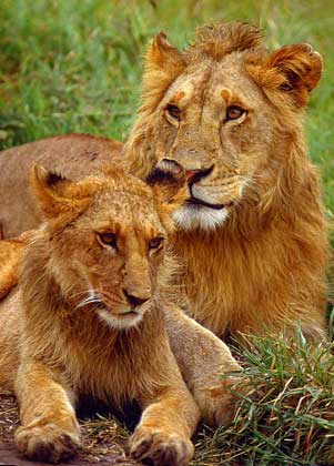 АФРИКАНСКИЙ ЛЕВ, называемый царем зверей, - одно из самых сильных хищных животных. Грива свойственна только самцам.