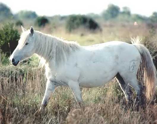 НА СНИМКЕ изображена домашняя лошадь (Equus caballus) камаргской породы, происхождение которой точно не известно. Любопытно, что жеребята у нее рождаются бурыми, а примерно через три года белеют. Эти низкорослые лошади распространены в Провансе на юге Франции.