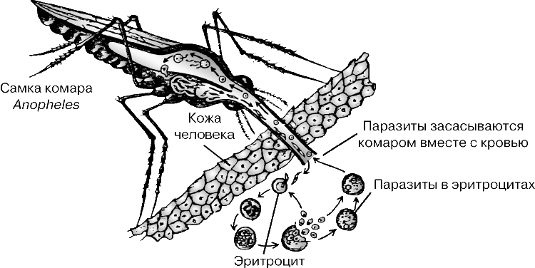 КОМАР ANOPHELES заражается малярийным паразитом при укусе больного малярией либо носителя инфекции. В дальнейшем, кусая здорового человека, он со своей слюной вводит паразита ему в кровь. В организме каждого из хозяев - комара и человека - малярийный паразит проходит соответствующие стадии жизненного цикла.