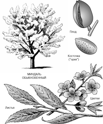 небольшое дерево, выращиваемое в Калифорнии и Средиземноморье ради съедобных орехов. Некоторые сорта - популярные декоративные растения.