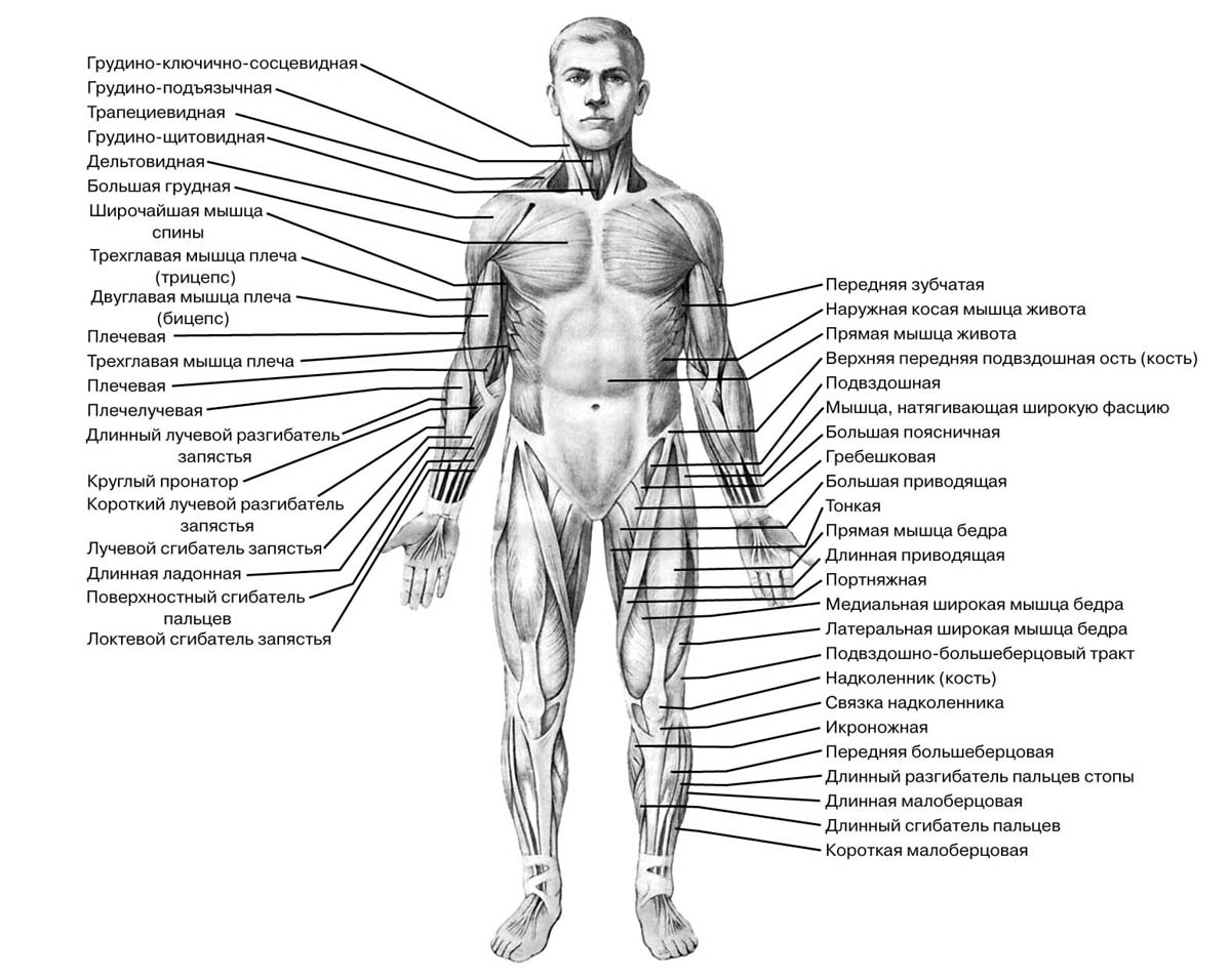 Научное название человека. Строение скелета и мышц человека с названиями. Анатомическое строение человека мышцы. Анатомия скелетных мышц в картинках. Мышечная система схема строения.