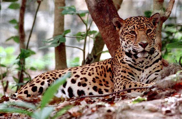 ЯГУАР - хищник, внешне похожий на леопарда, самый крупный вид семейства кошачьих в Америке.
