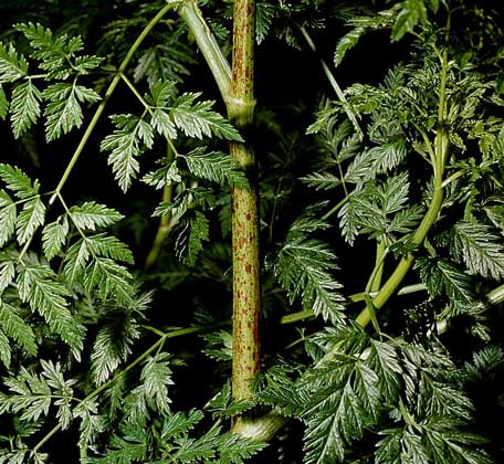 БОЛИГОЛОВ ПЯТНИСТЫЙ, или крапчатый, - двулетнее травянистое растение семейства зонтичных. Достаточно высокая доза содержащегося в нем алкалоида приводит к параличу дыхательных мышц.