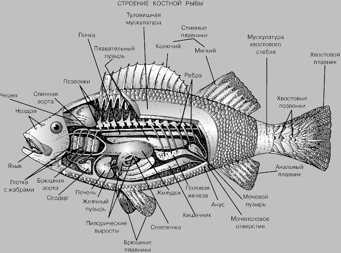 Морской судак: характеристики, распространение, особенности рыбалки