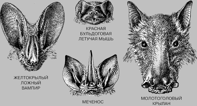 Рукокрылые млекопитающие примеры. Рукокрылые строение головы. Строение крылана. Летучая мышь анатомия. Строение летучей мыши.