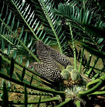 САГОВНИК - внешне похожее на пальму голосеменное растение, семена которого образуются не в плодах, а на чешуях шишек.