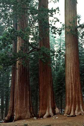 МАМОНТОВОЕ ДЕРЕВО в Калифорнии. Эти деревья относятся к самым старым на Земле живым организмам - считается, что они достигают возраста 3000 лет.