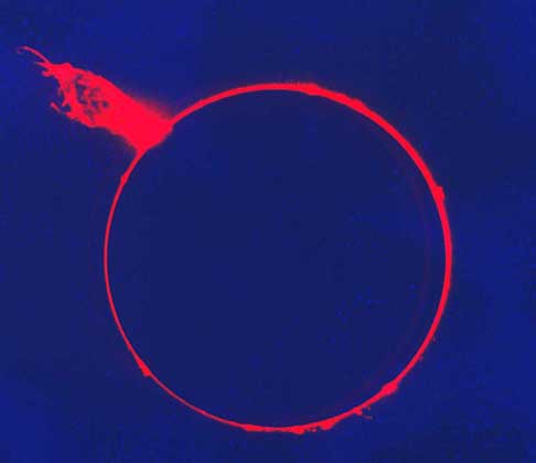 ЭРУПТИВНЫЙ СОЛНЕЧНЫЙ ПРОТУБЕРАНЕЦ, сфотографированный во время полного солнечного затмения. Эруптивный (поднимающийся) протуберанец образуется из плотного облака газа, выброшенного в пространство солнечным магнитным полем.