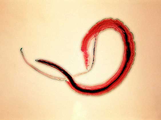 SCHISTOSOMA HAEMATOBIUM - возбудитель мочеполового шистосомоза, одного из древнейших известных человеку гельминтозов. На этом снимке, сделанном с большим увеличением, видна тонкая самка в глубоком гинекофорном желобе на брюшной стороне самца.