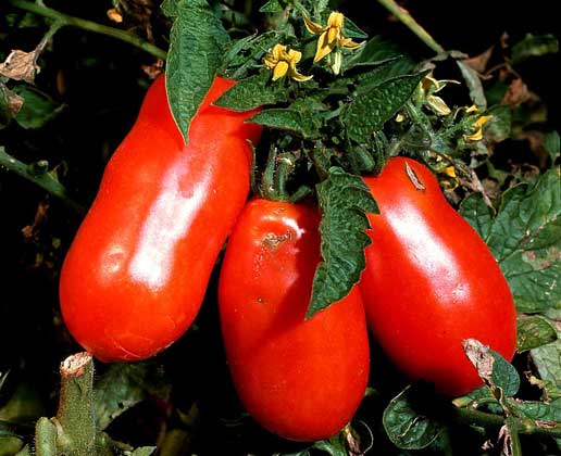 ТОМАТ, или помидор, - вид семейства пасленовых родом из Южной Америки. В пищу употребляют его плоды (ягоды).