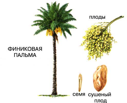 ФИНИКОВАЯ ПАЛЬМА - одно из древнейших культурных растений. На Ближнем Востоке мелкие высококалорийные плоды этого дерева относятся к основным продуктам питания местного населения.